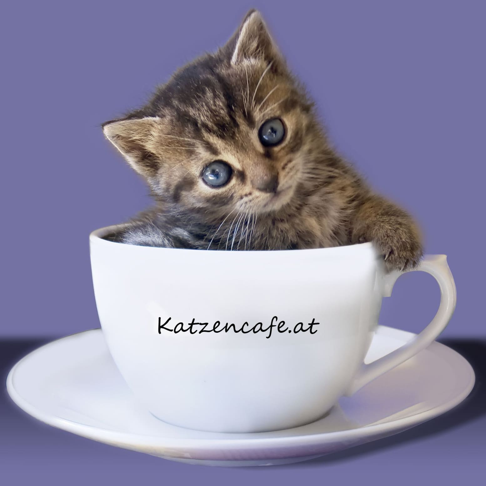 "Das Katzen-Café im Schnoor", Katzen-Café in Katzencafe Leoben