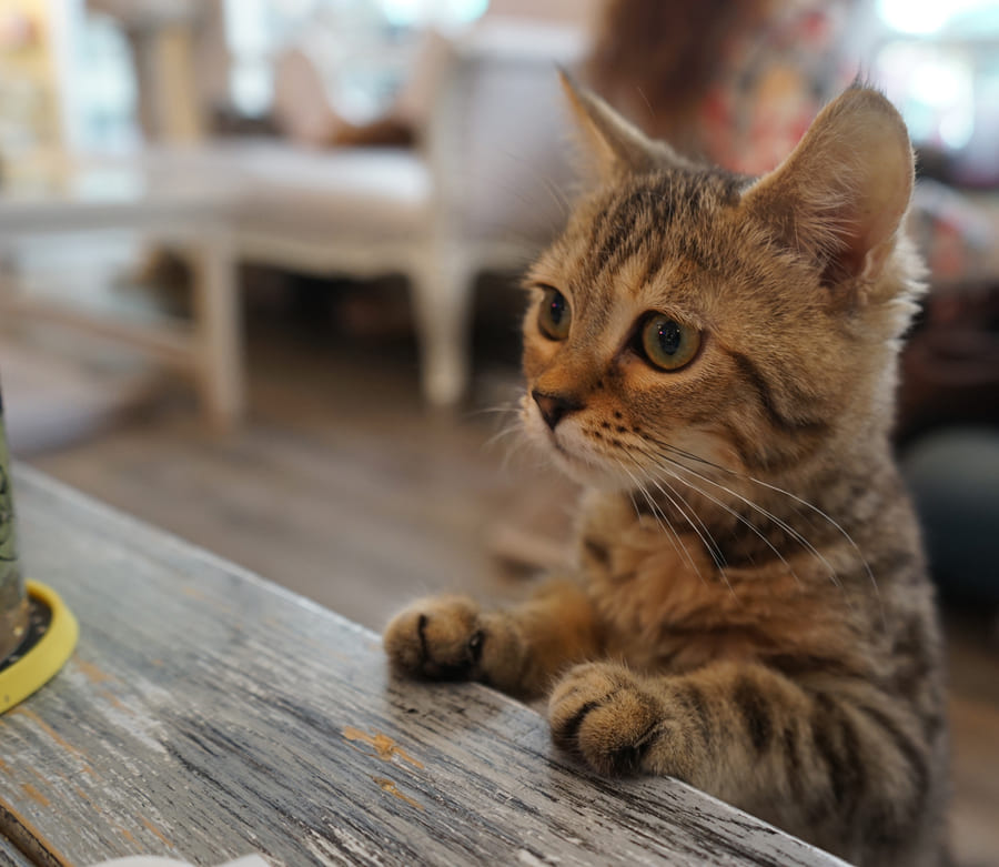 Wiens erstes Katzencafé – offizelle Webseite Pee Pees