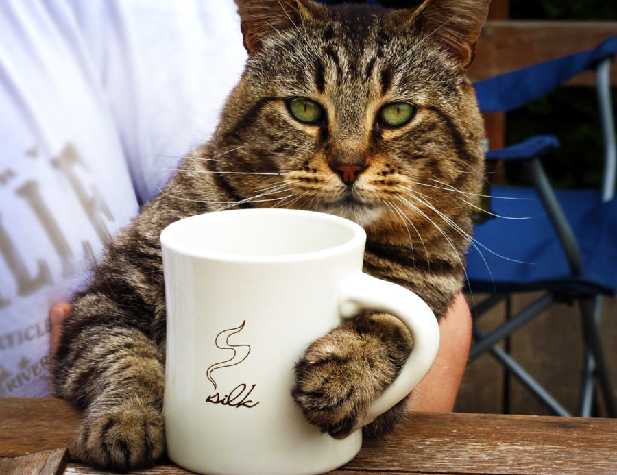 'Catz Café' in Katzencafe Feldkirch: Die ersten Katzen ziehen ins Katzen-Café ein